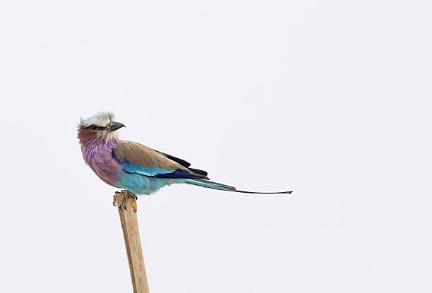Because they feed mainly on terrestrial prey, lilac-breasted rollers will perch to scout from a higher vantage point before swooping in and grabbing prey with their beaks