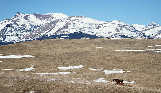 istock Horse on the Rocky Mountain Front 2244680257