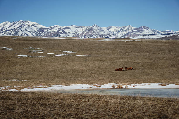 Snow-Capped Mountains and Resting  Horses
