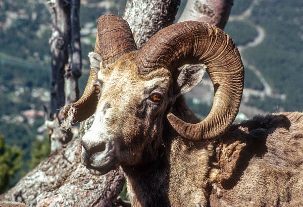 Banff National Park - Bighorn Sheep at the top of the mountain - 1989. Scanned from Kodachrome 200 slide.