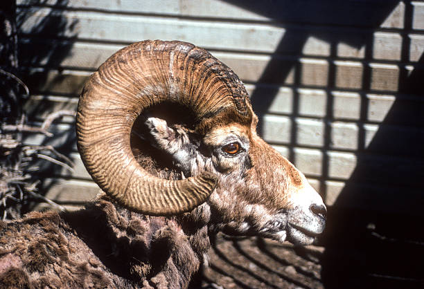 Banff National Park - Bighorn Sheep Close-up at the top of the mountain - 1989. Scanned from Kodachrome 25 slide.