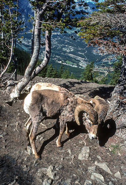 Banff NP - Bighorn Sheep Close-up - 1989