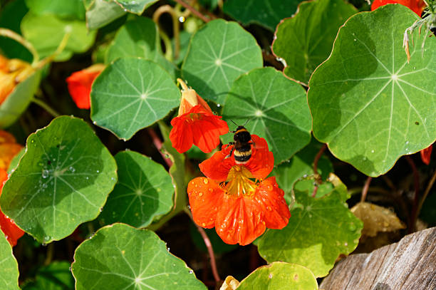 Detailed macro shot of bee on orange flower petal during springtime pollination.