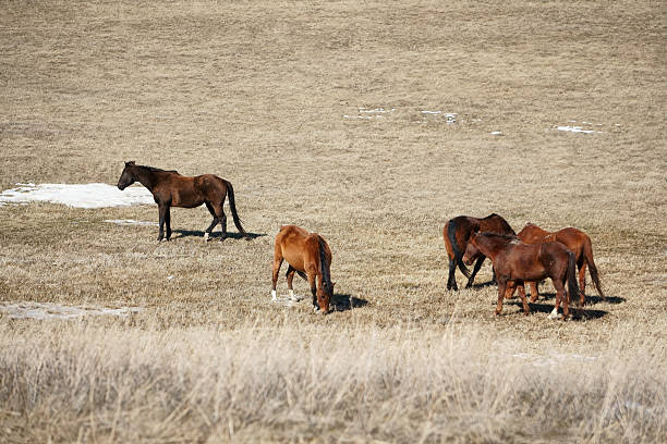 A group of brown horses peacefully graze on a dry, grassy field under a clear sky.  A few patches of snow remain from the recent winter. The scene exudes a sense of tranquility and the simple beauty of nature.