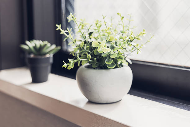 istock Houseplants on the windowsill 2244683802