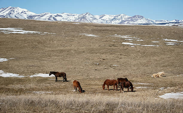 istock Horses Near Glacier National Park 2244684787