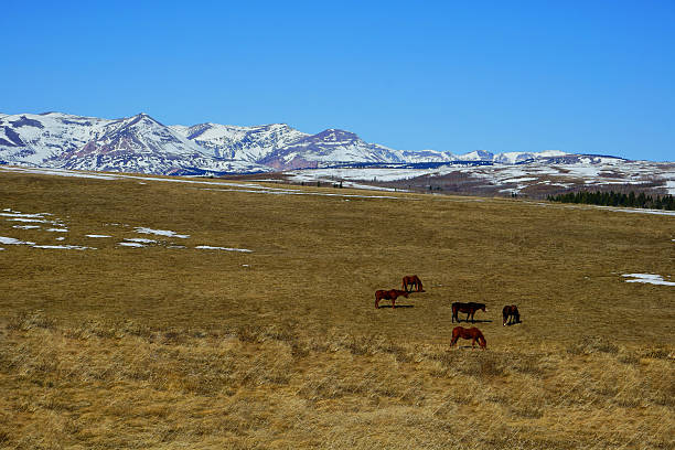 istock Horses by Glacier National Park 2244687155