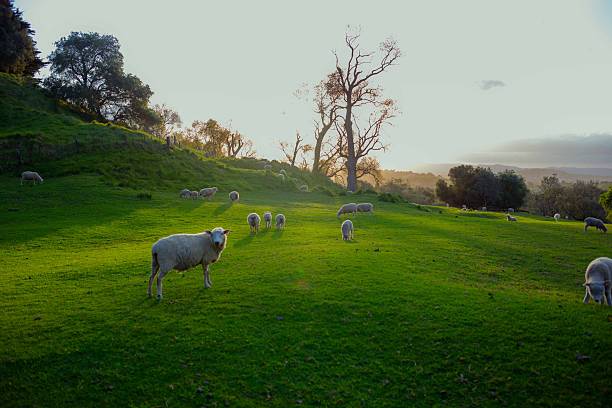 istock Sheep moving around and eating grass at sunset time 2244687572