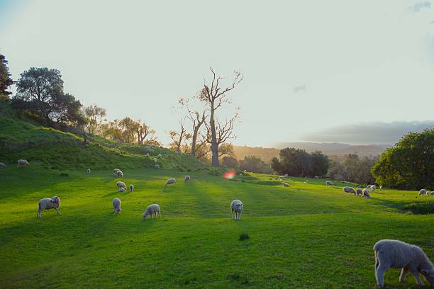 Sheep moving around and eating grass at sunset time.