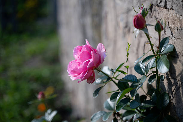 Raspberry rose on a gray stone wall. Place under the text