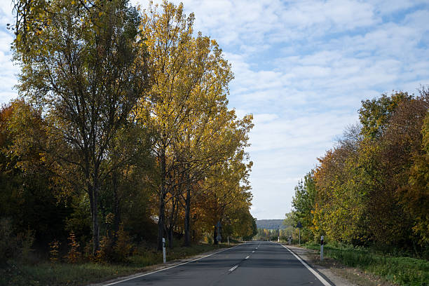 A quiet country road curves gently between forested hills covered in autumn foliage, with a large tree standing prominently by the roadside. Soft light filters through the landscape, creating a peaceful and scenic route through nature.