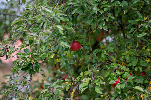Ripe red apples hang from a branch surrounded by lush green leaves in a late-season orchard. The natural textures of the bark, yellow lichen, and fruit create a rich, organic composition that evokes the harvest season.