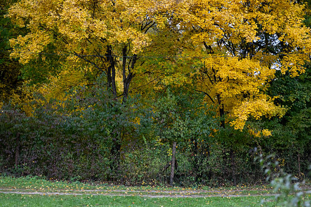 Vibrant yellow foliage dominates the upper canopy of trees along the edge of a forest, contrasting with the darker green vegetation below. A narrow dirt path and fallen leaves on the grass add a subtle sense of seasonal transition and serenity.