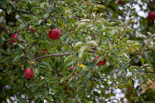 Ripe red apples hang from a branch surrounded by lush green leaves in a late-season orchard. The natural textures of the bark, yellow lichen, and fruit create a rich, organic composition that evokes the harvest season.