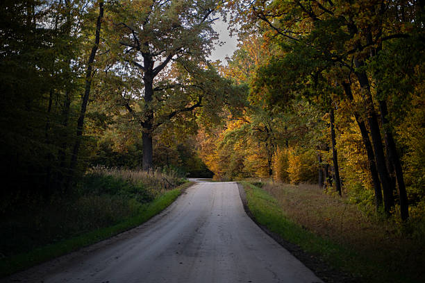 A narrow country road winds through a dense forest, framed by tall trees in vibrant autumn colors. The warm golden light and deep shadows create a serene and slightly mysterious atmosphere typical of late afternoon in the fall.