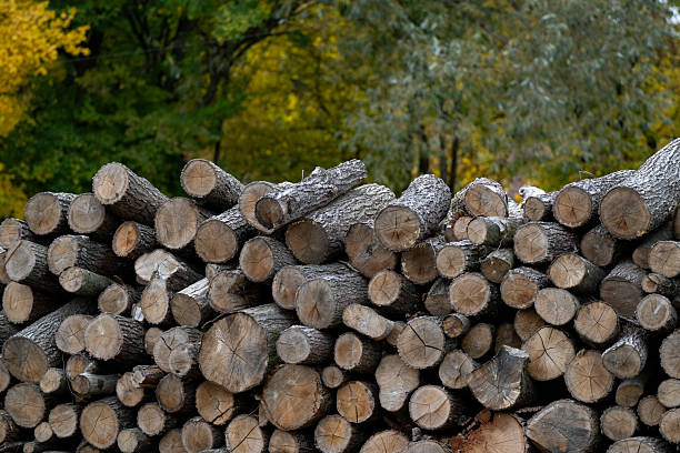 A large stack of neatly cut firewood logs is set against a backdrop of colorful autumn trees. The rough textures of the bark and the radial patterns of the cut surfaces contrast with the soft, natural hues of the forest behind.