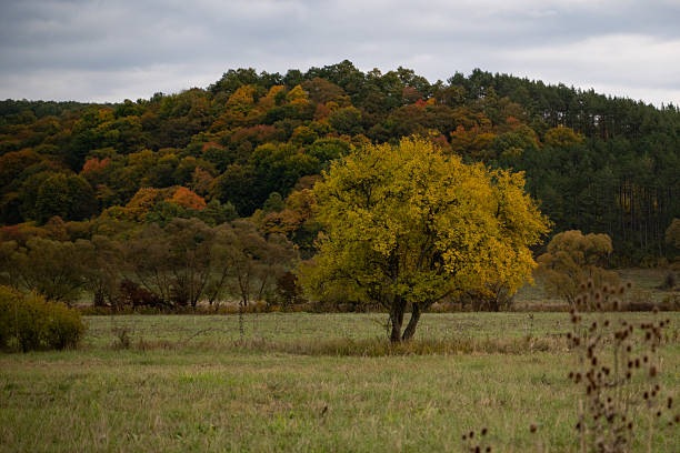 A lone tree with bright yellow leaves stands in an open meadow, backed by a forested hillside in full autumn color. The soft, overcast lighting and muted tones evoke a peaceful, contemplative mood in this natural rural landscape.