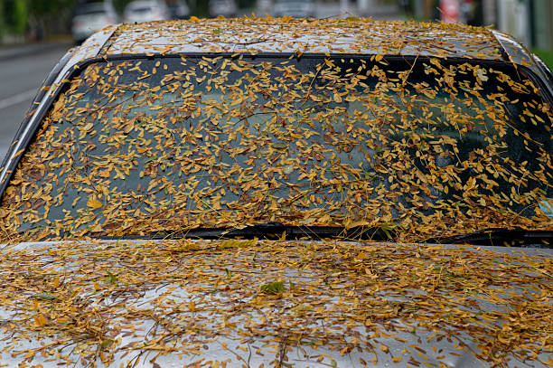 istock Autumn leaves cover a car that has been sitting under a tree 2244691803
