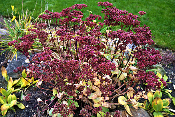 istock Sedum Autumn Colors 2244692459