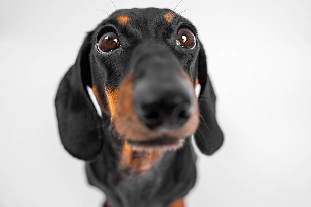 istock Curious dachshund close-up with expressive eyes and floppy ears 2244693527