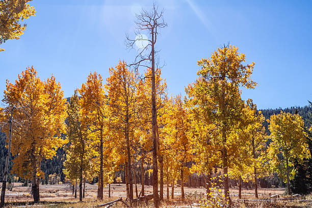 istock RMNP Colorado Fall Colors 2244694679