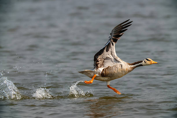 A bar-headed goose (Anser indicus) captured in motion as it takes off from the water surface,flapping its wings and running across the rippling lake.The bird's distinctive black-and-white head markings and orange legs are clearly visible.