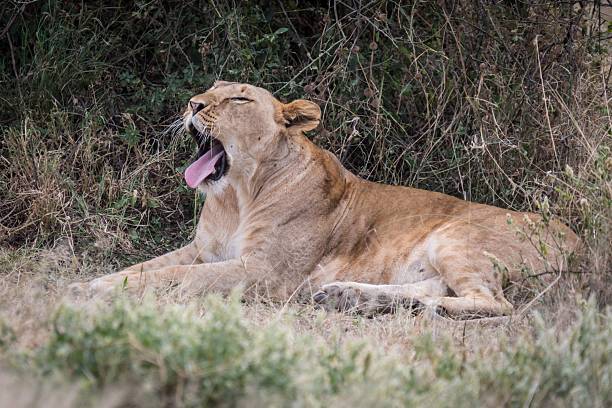 istock Lioness Yawning and Resting in the Wild 2244695888