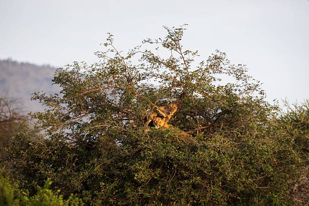 istock Two Tree-Climbing Lions Resting High in an Acacia Canopy 2244695959