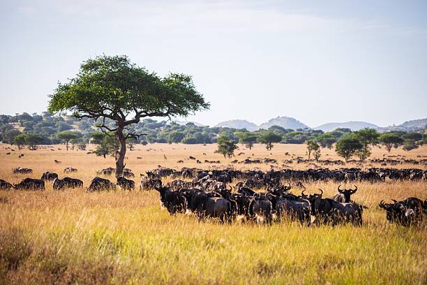 istock Herd of Wildebeest in the Great Migration with an Acacia Tree 2244695985