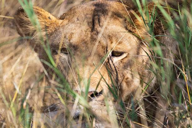 istock Hidden Hunter: Lioness Camouflaged in the Tall Grass 2244696351