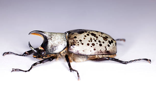 istock Large Western Hercules Male Beetle isolated on white 2244698821