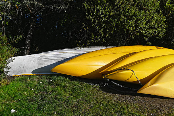Yellow and white kayaks lie upside down so they won't fill up with water and debris. They are chained together so the won't get stolen or moved.