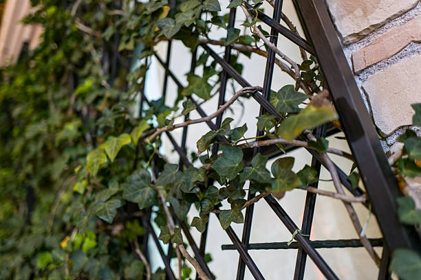 istock Natural Wall Display with Climbing Ivy 2244701273
