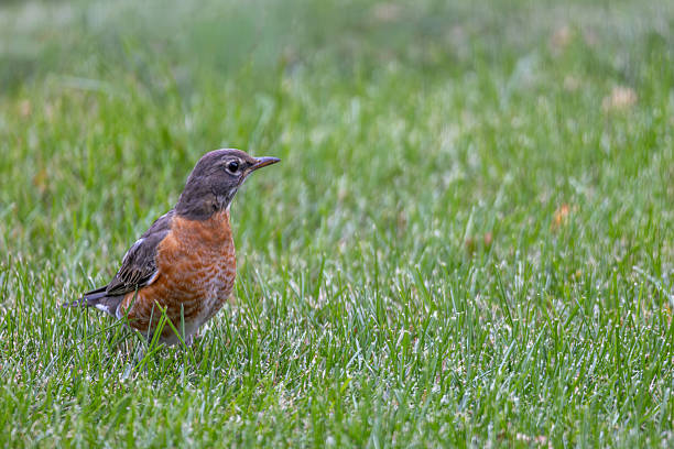 istock American robin perched on a grass lawn 2244701658