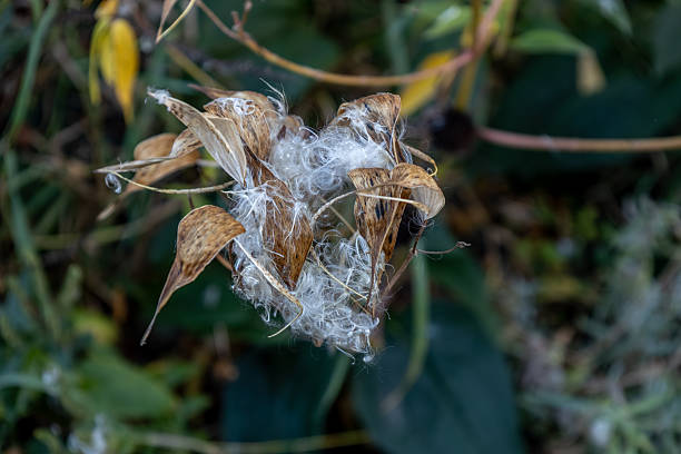 This image shows an abstract macro texture view of dried swamp milkweed (asclepias incarnata) pods opening to produce airborne seeds with silk fluff.