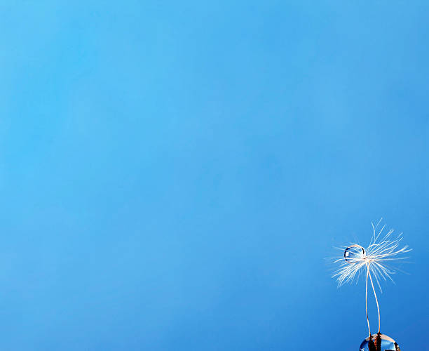 istock A Dandelion Seed Against a Clear Blue Sky Background 2244702689