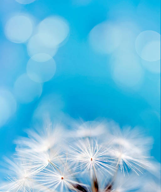 istock Soft white dandelion seeds against a bright blue background 2244702696
