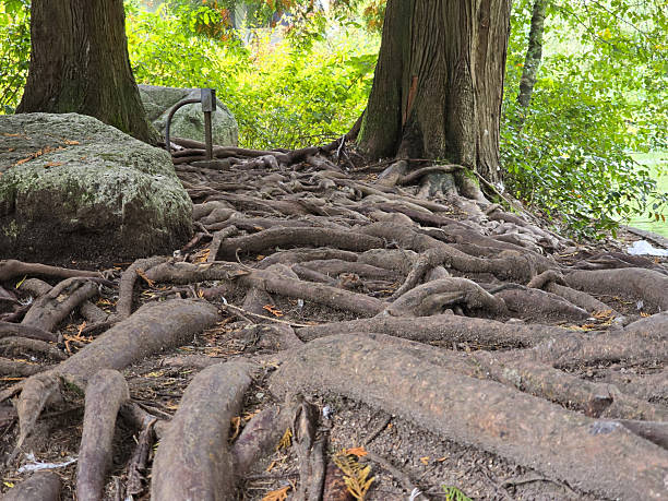 istock Metasequoia roots which growing near an artificial pond 2244702930