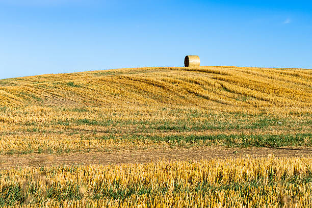 Single round cereral crop bale on the field hill edge with blue sky background