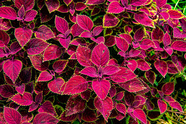 istock Coleus plant in the park 2244703376