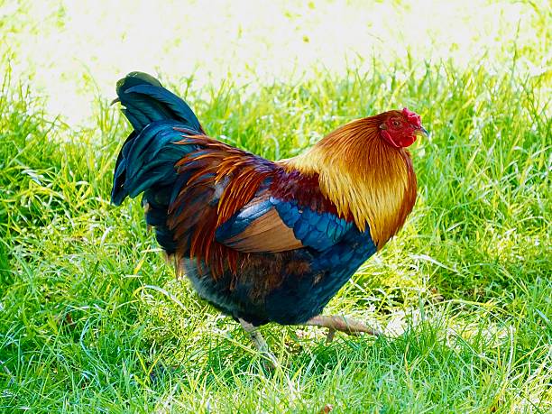 Rooster stand of fence and crows