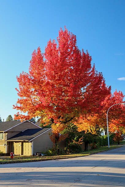 istock Fall Colors on Maple Trees in a Residential Area 2244706326