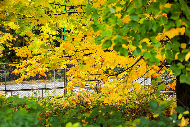 A white fence surrounded by lush foliage and maple trees.