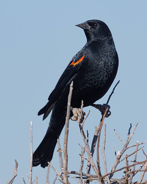 istock Red-winged Blackbird Perched on a Twig in Martinez 2244706781