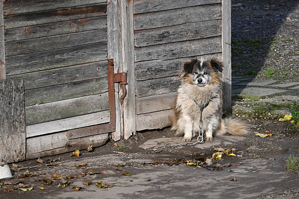 A fluffy dog sits patiently on a chain, waiting by a weathered wooden door, possibly guarding the property. The calm outdoor moment exudes rustic charm and simple, peaceful solitude.
