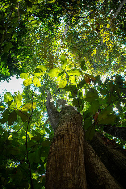 istock Low Angle View of a Large Tree Trunk and Sunlit Tropical Forest Canopy 2244709956