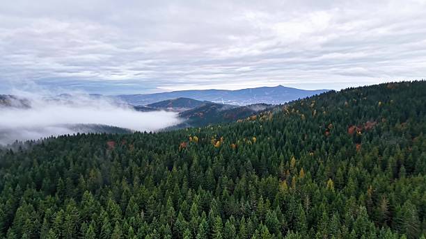 istock fog cloaks tall forested peaks, gentle mist envelops rolling evergreen mountains and distant 2244710230