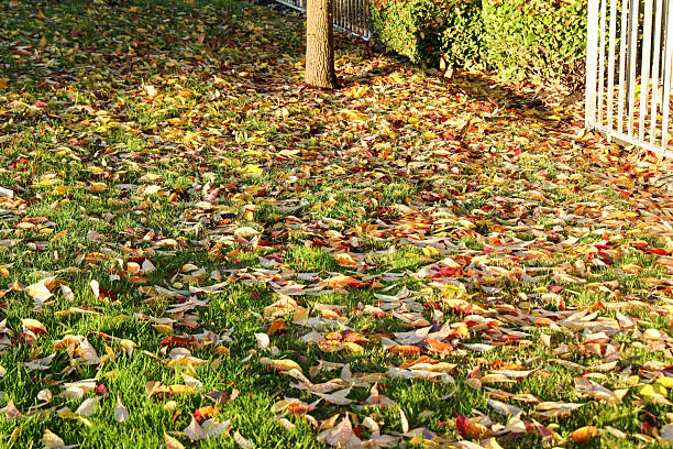 istock Close-Up of a Lawn Covered in Fall Foliage 2244710255