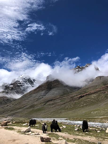 istock Yaks at Outer Kora around Mount Kailash in September in Tibet. 2244710302