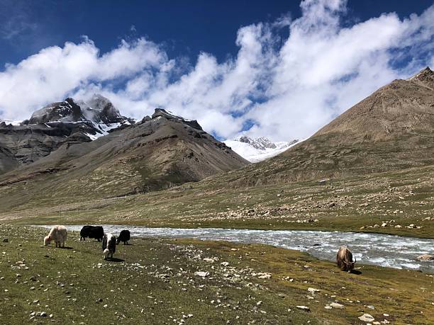 istock Yaks at Outer Kora around Mount Kailash in September in Tibet. 2244710319